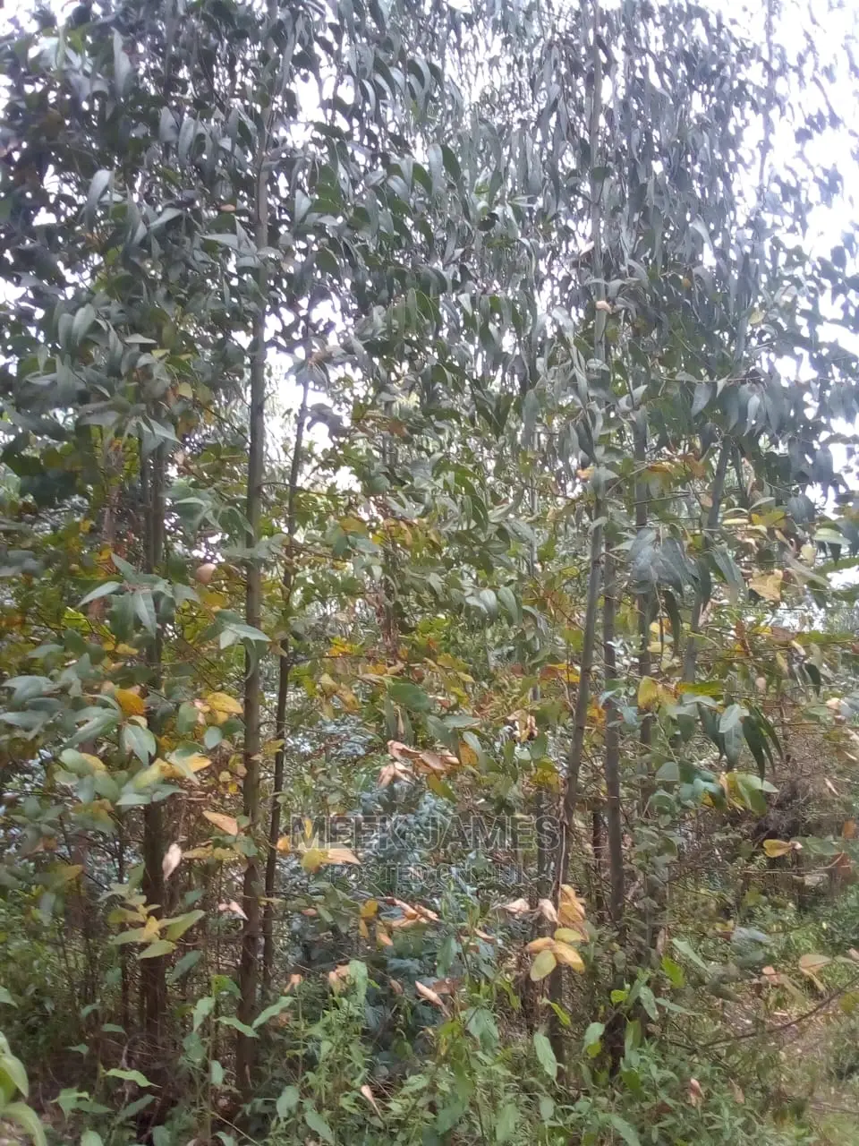 Quick Sale 2 Acres of Land