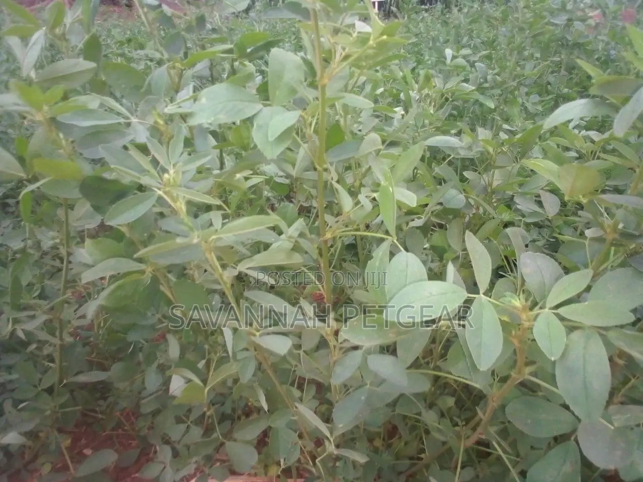 Lucerne Pasture Legume Seeds in 1kg Pack