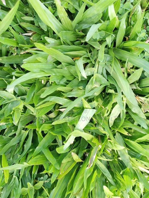 Pemba Grass Wholesale - main view