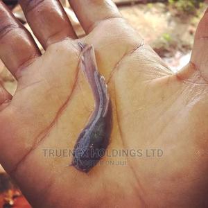 Are You Looking for Fingerlings - main view