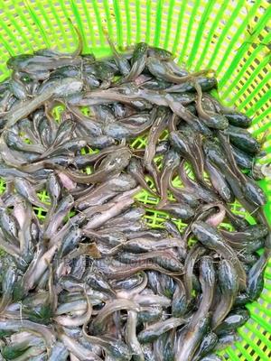 We Are Fish Fingerlings Suppliers - main view