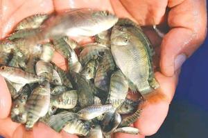 African Tilapia Fingerlings Kenya