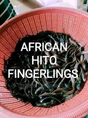 African Hito Catfish Fingerlings - main view