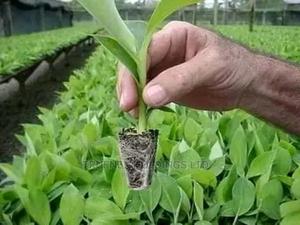Kenya Banana Seedlings Sellers