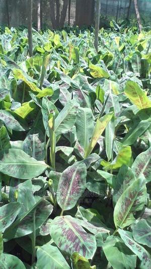 Banana Seedlings for Farmers - main view