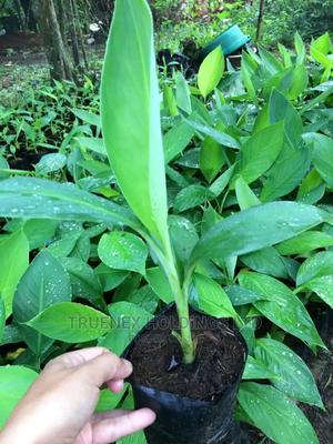 Tc Banana Seedlings Kenya - main view