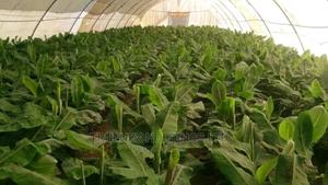 Banana Seedlings Kenya - main view