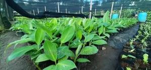 East Africa Banana Seedlings