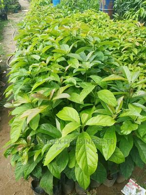 Avacado Seedlings on Sale - main view