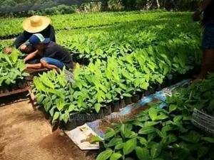 Banana Seedlings for Agriculture - main view