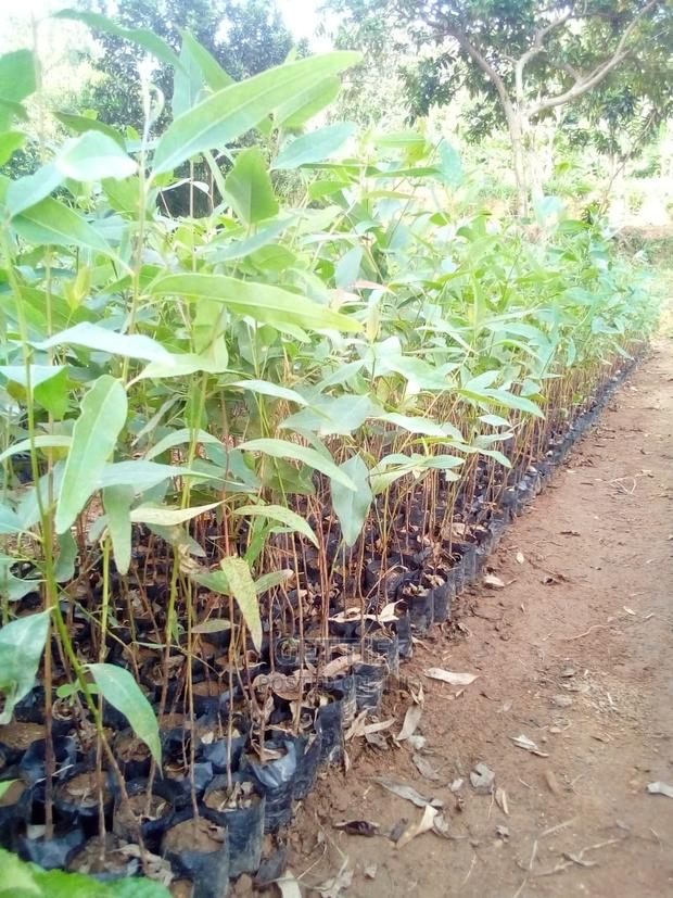 Eucalyptus Seedlings! - thumbnail 2