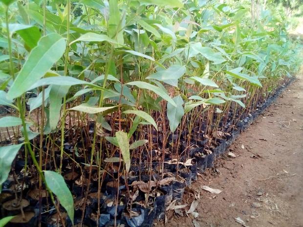 Eucalyptus Seedlings! - thumbnail 3