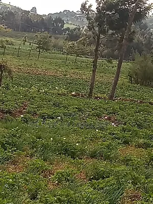 Plot on Sale at Naivasha Ihindu