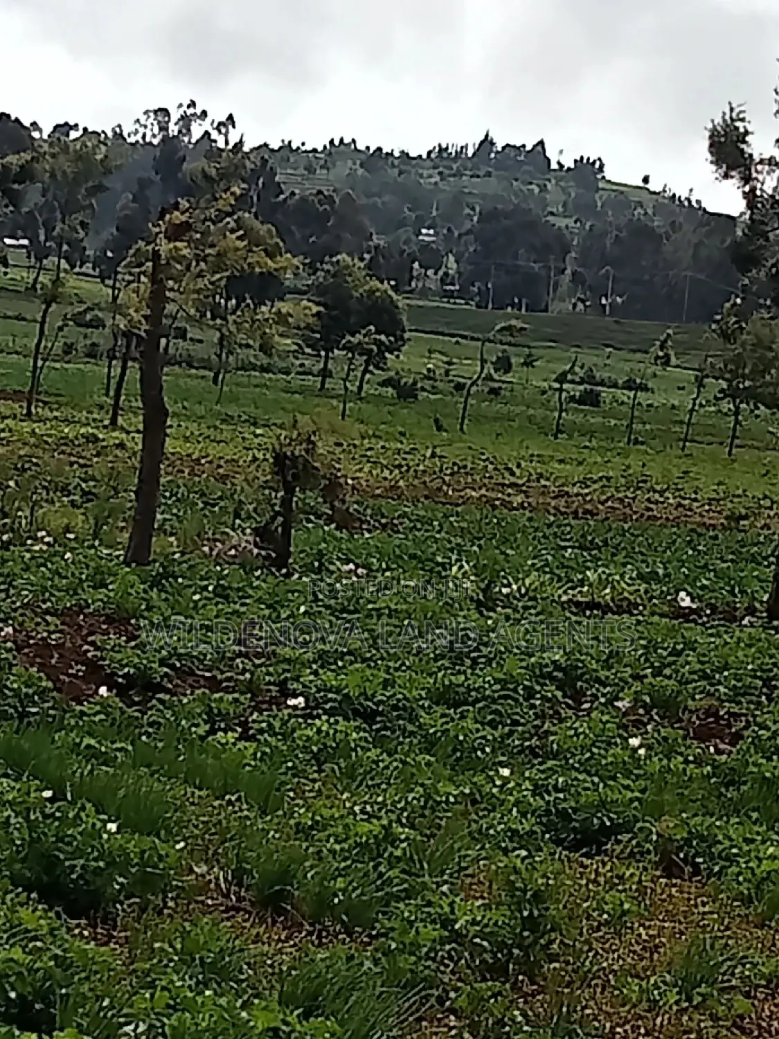 Plot on Sale at Naivasha Ihindu