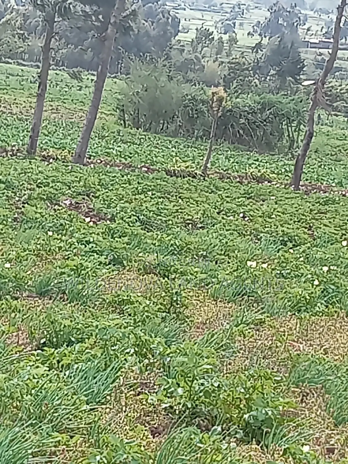 Plot on Sale at Naivasha Ihindu
