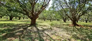 A Prime 8 Acre Land on Sale at Mtwapa