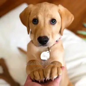 Dog Trainer