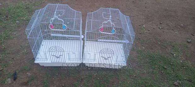 Bird Cages for Sale