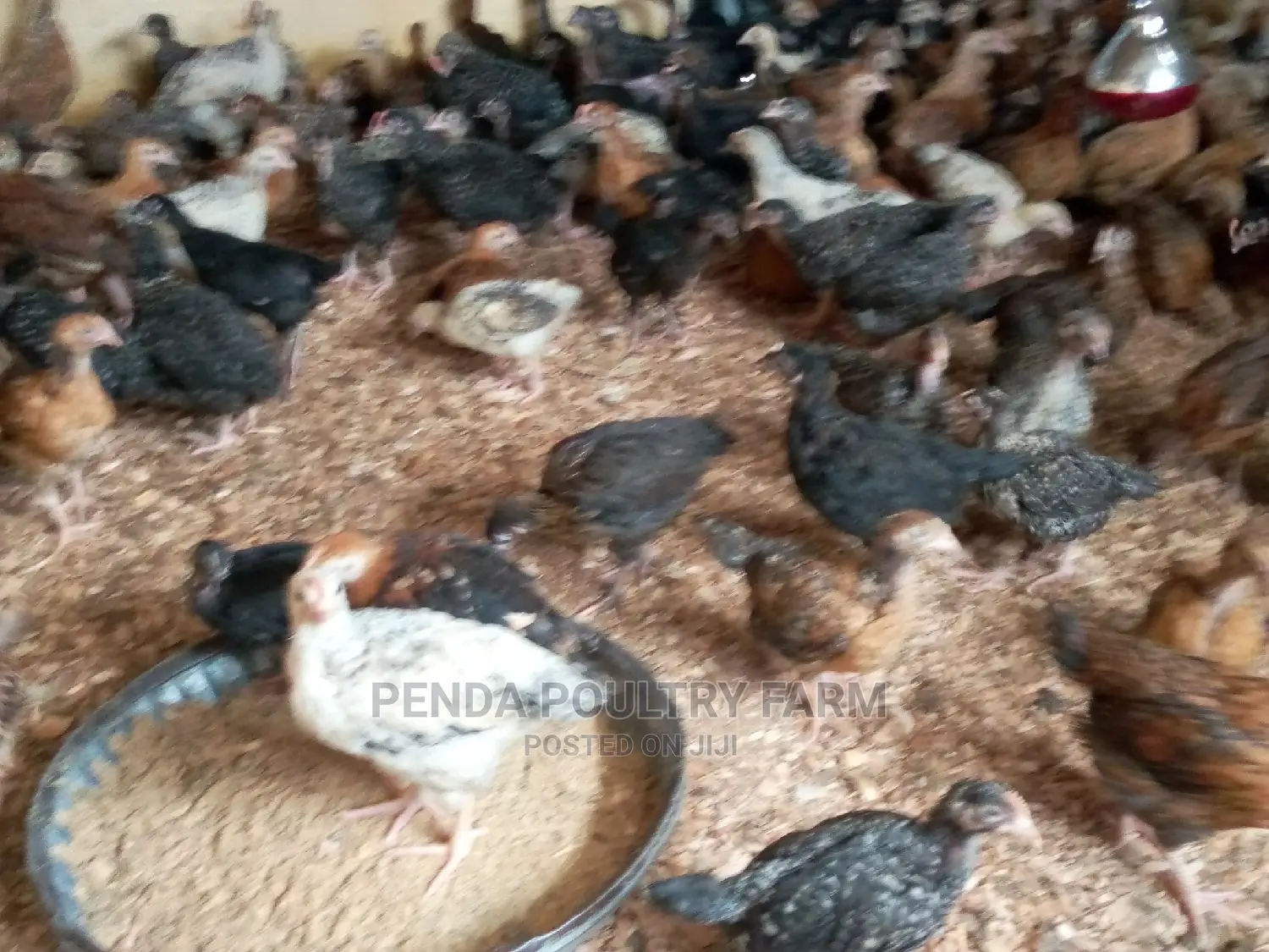 6 Weeks Old Kuroiler Kienyeji Chicks