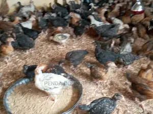 6 Weeks Old Kuroiler Kienyeji Chicks