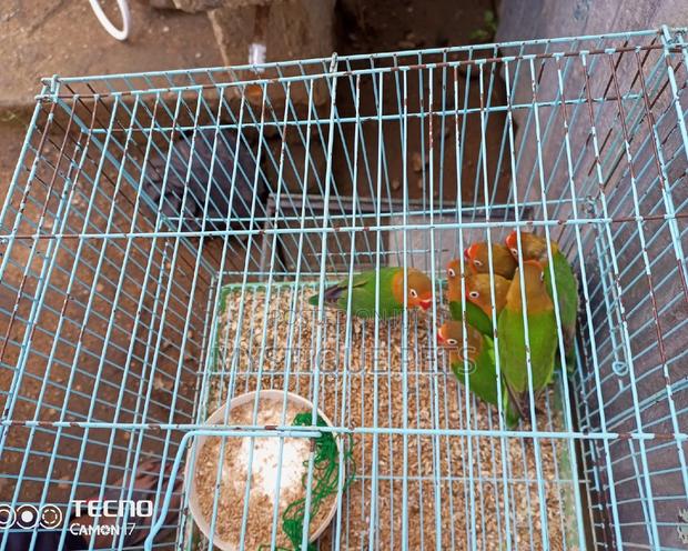 Lover Birds - thumbnail 8