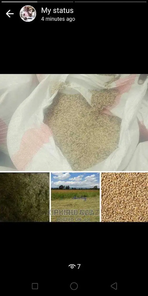 Boma Rhodes Seeds
