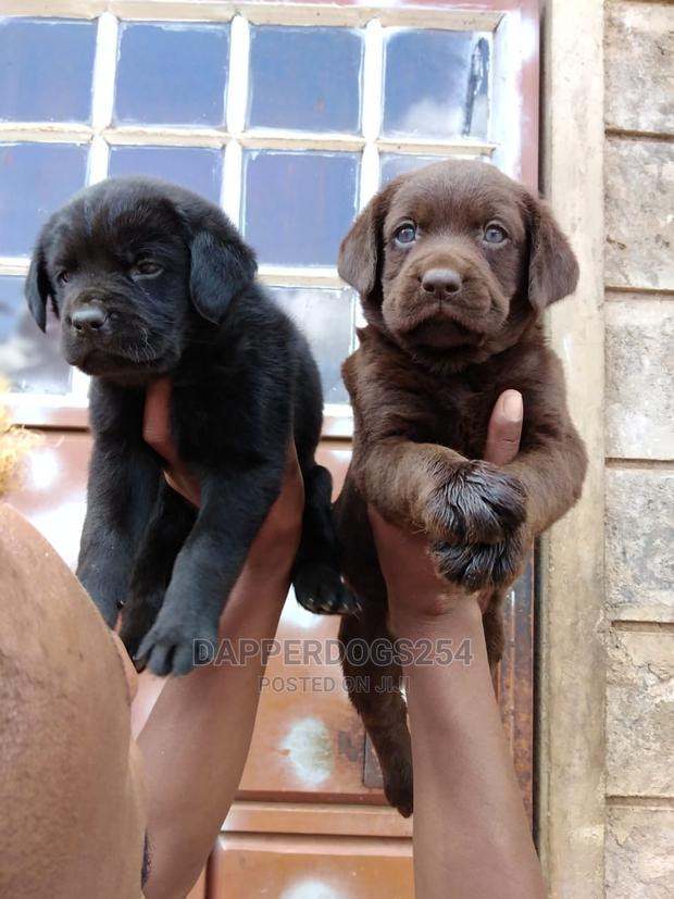 1-3 Months Female Purebred Labrador Retriever