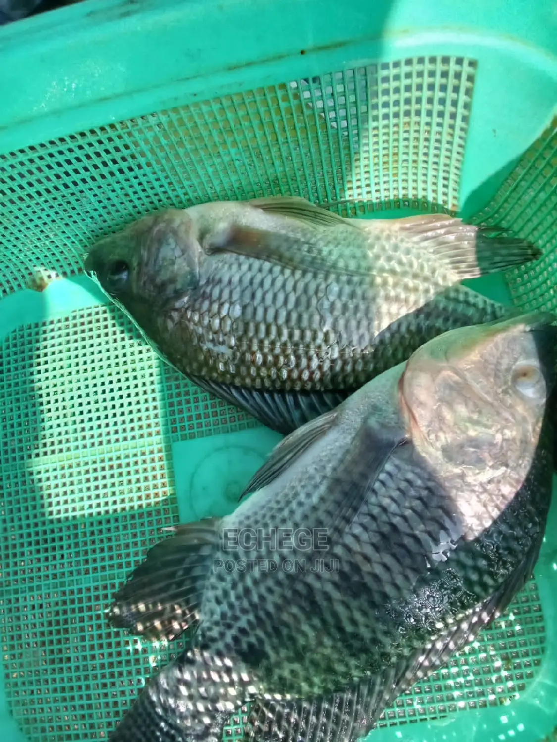 Tilapia Fish