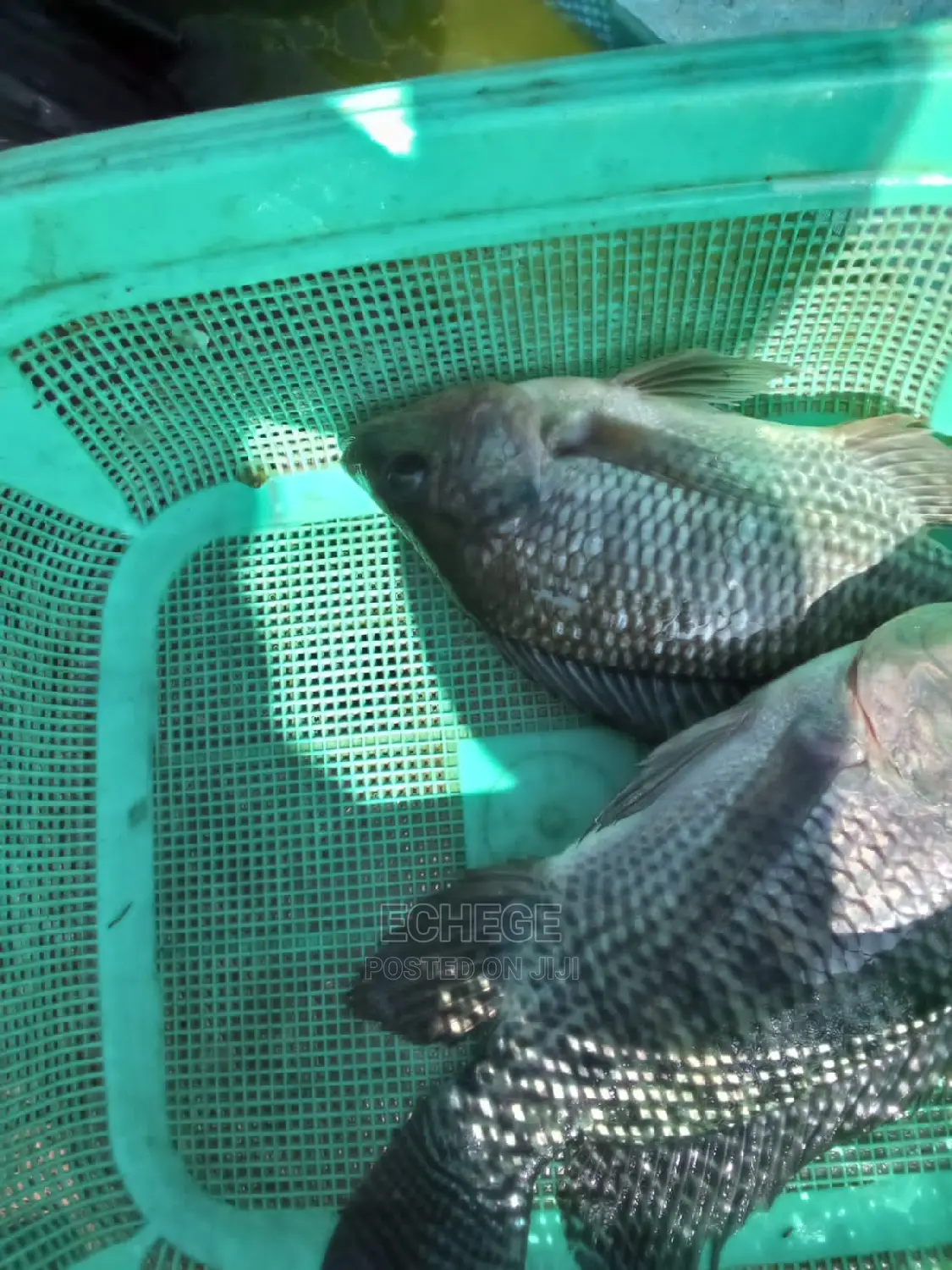Tilapia Fish