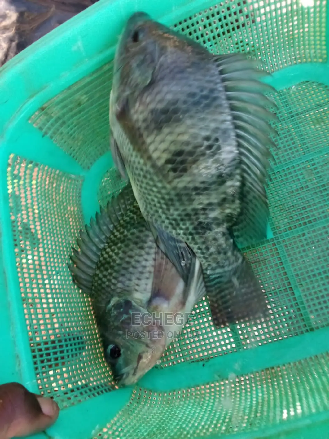 Tilapia Fish