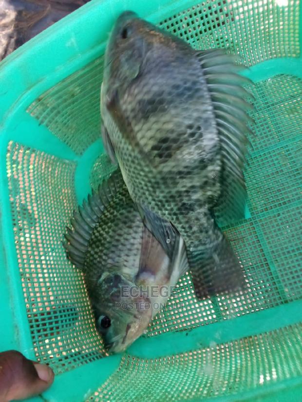 Tilapia Fish - thumbnail 4
