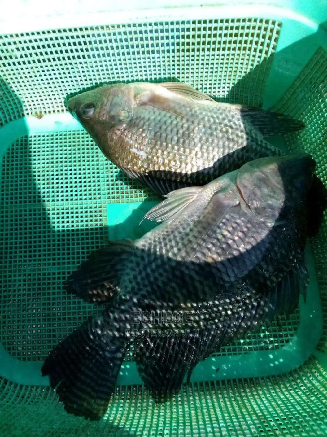 Tilapia Fish