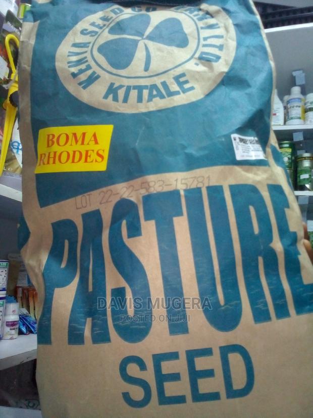 Boma Rhodes Grass Seeds 1kg - thumbnail 3