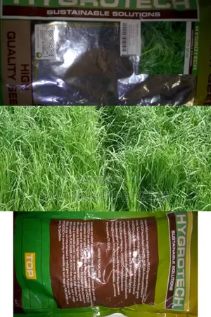 Quality Rye Seeds 1kg