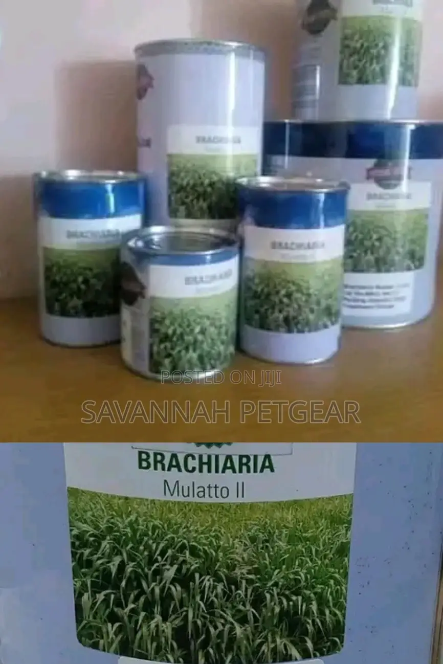 Brachiaria Mullato II Seeds in 1kg Pack