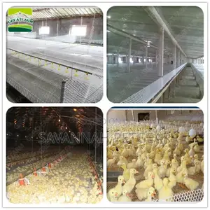 Poultry Plastic Slat Net, Chicken Plastic Floor Net