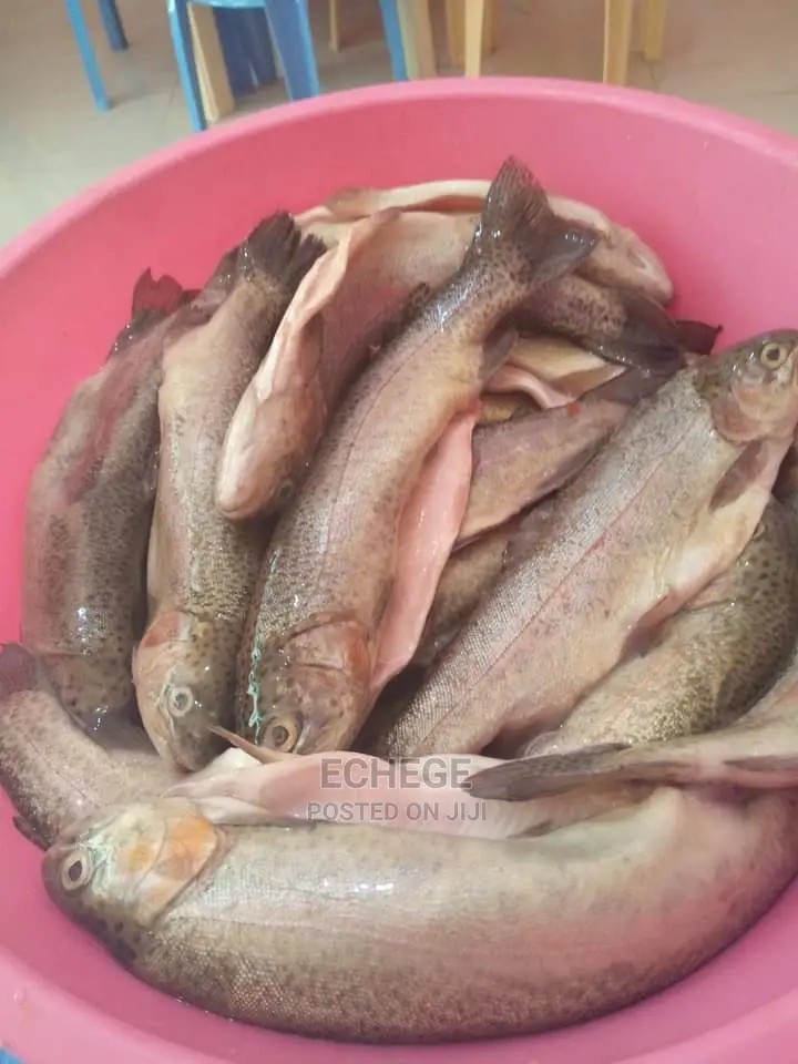 Catfish and Tilapia