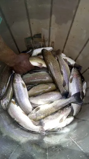 Catfish and Tilapia