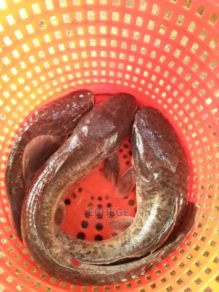 Catfish and Tilapia