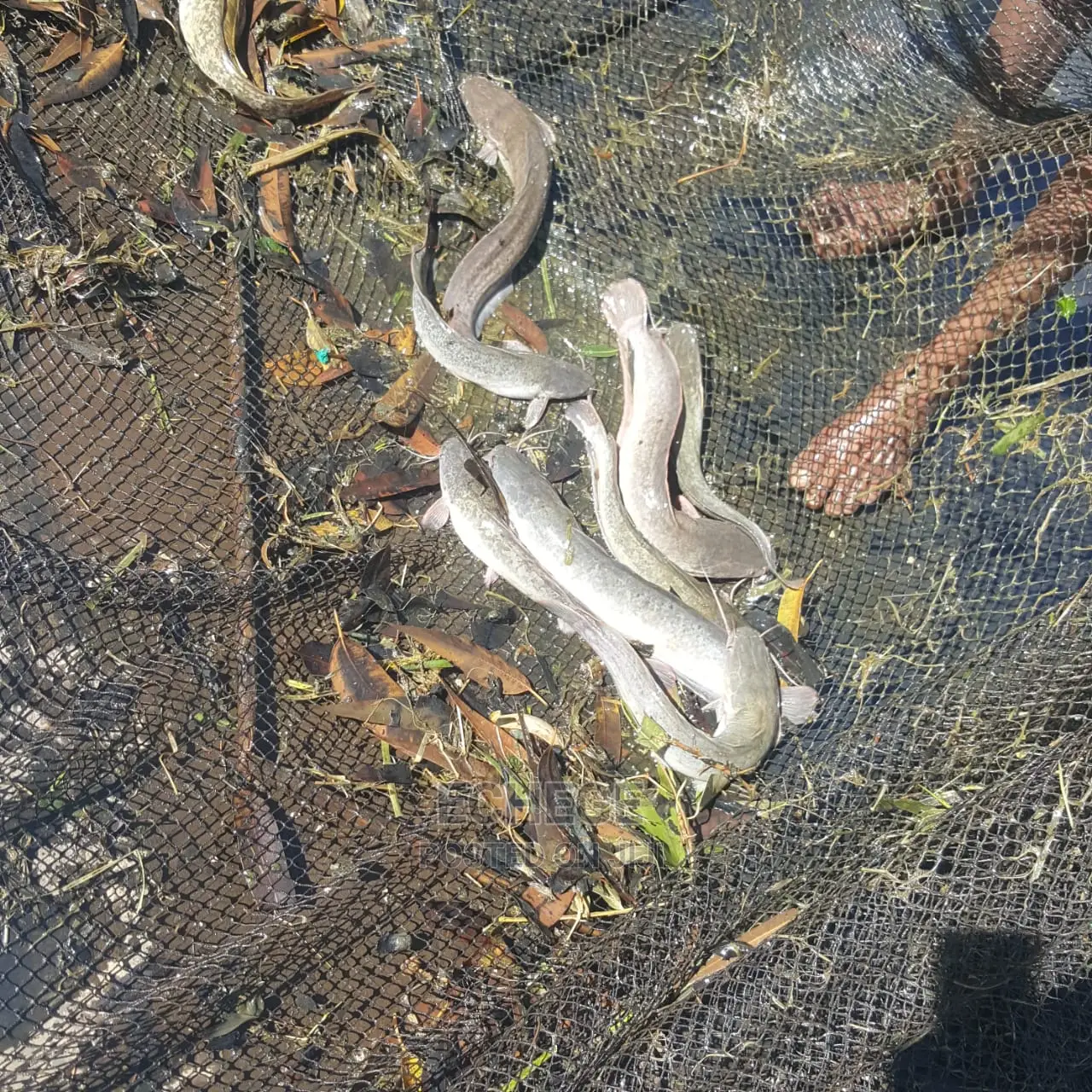 Catfish and Tilapia