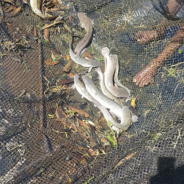 Catfish and Tilapia - thumbnail 4