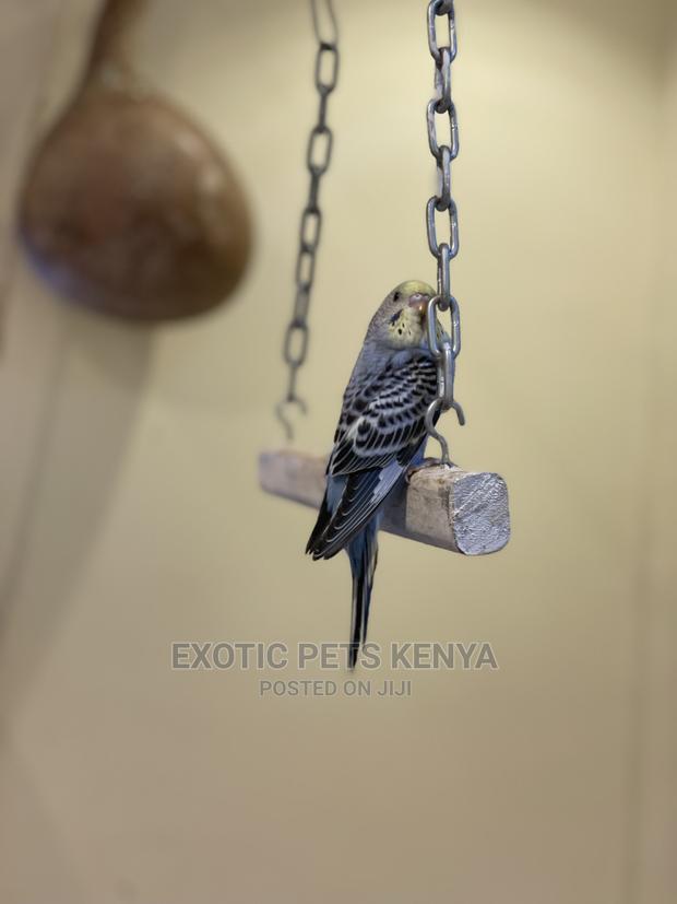 Colorful Budgies for Sale - thumbnail 6