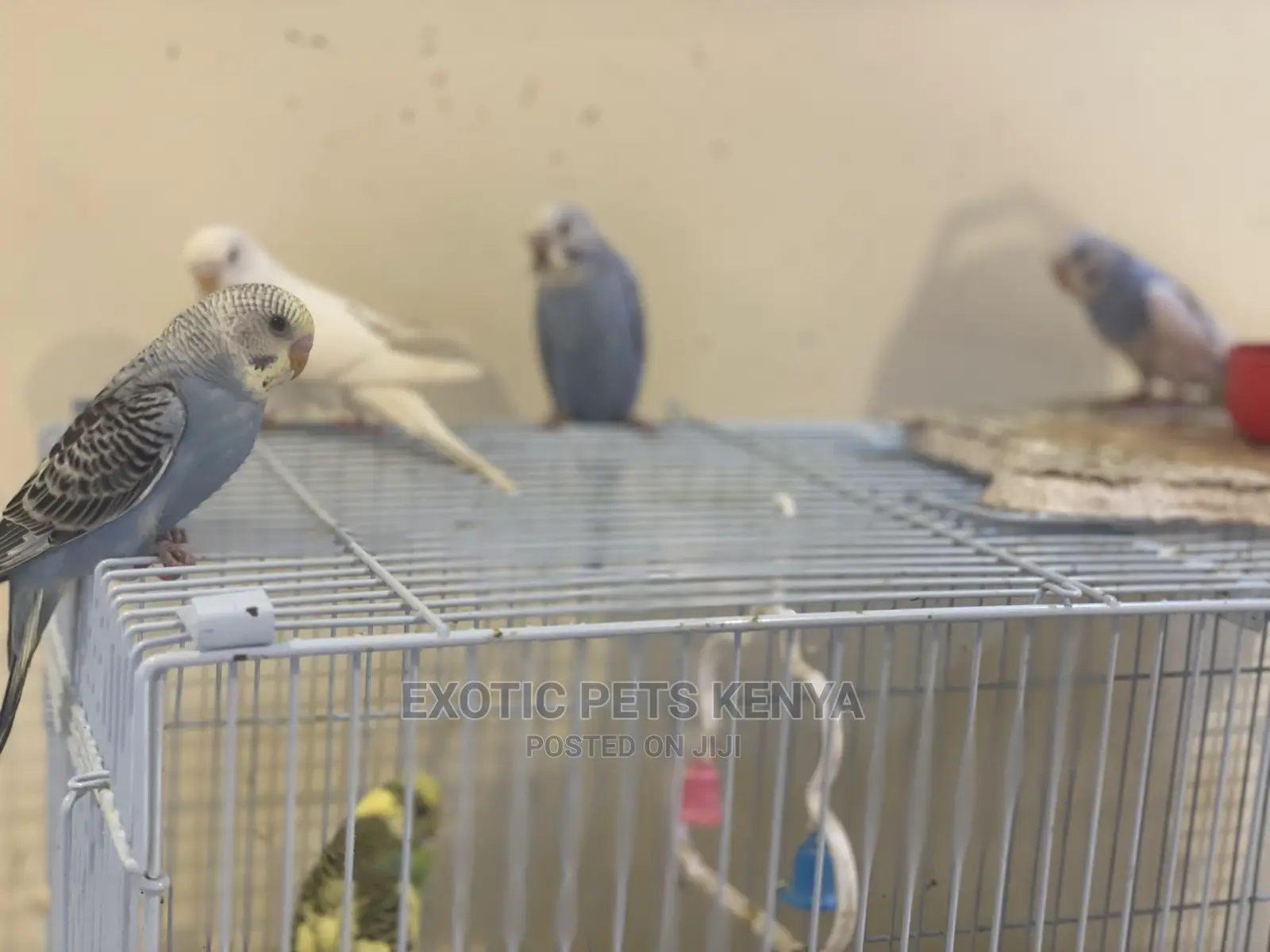 Colorful Budgies for Sale
