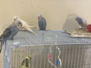 Colorful Budgies for Sale