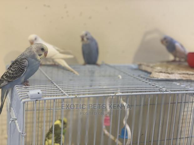 Colorful Budgies for Sale - thumbnail 4