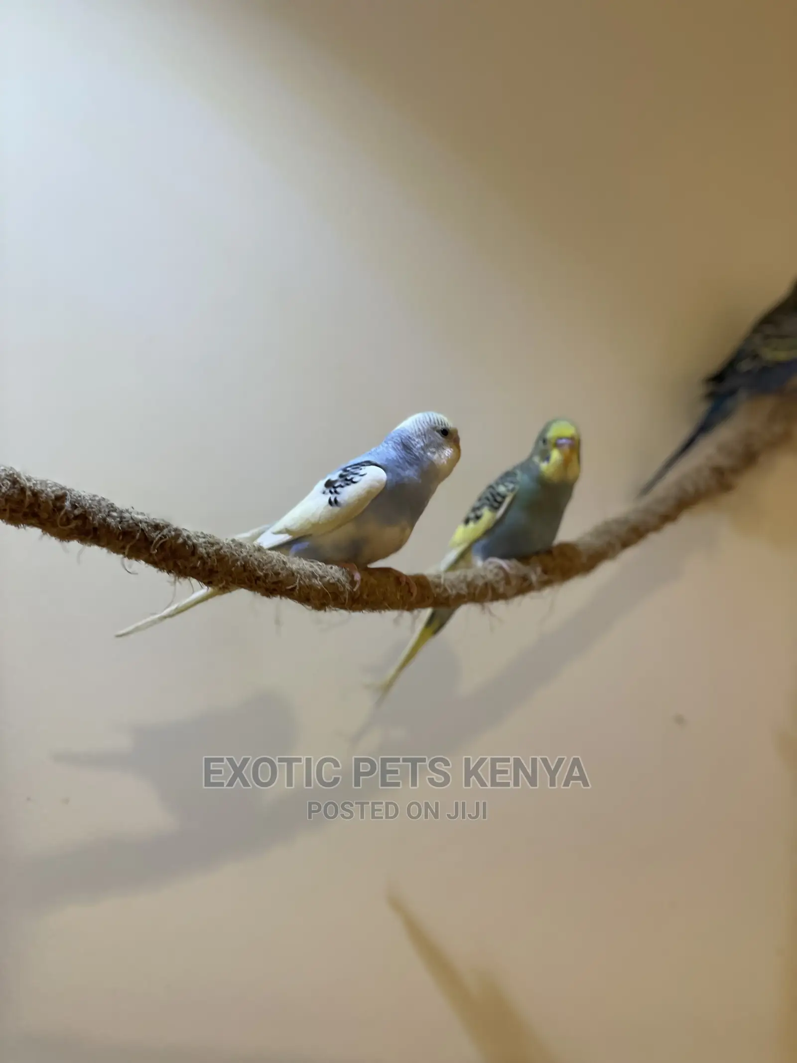 Colorful Budgies for Sale
