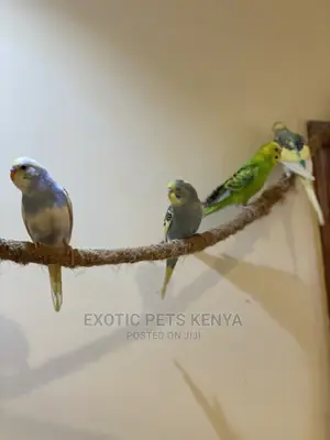Colorful Budgies for Sale