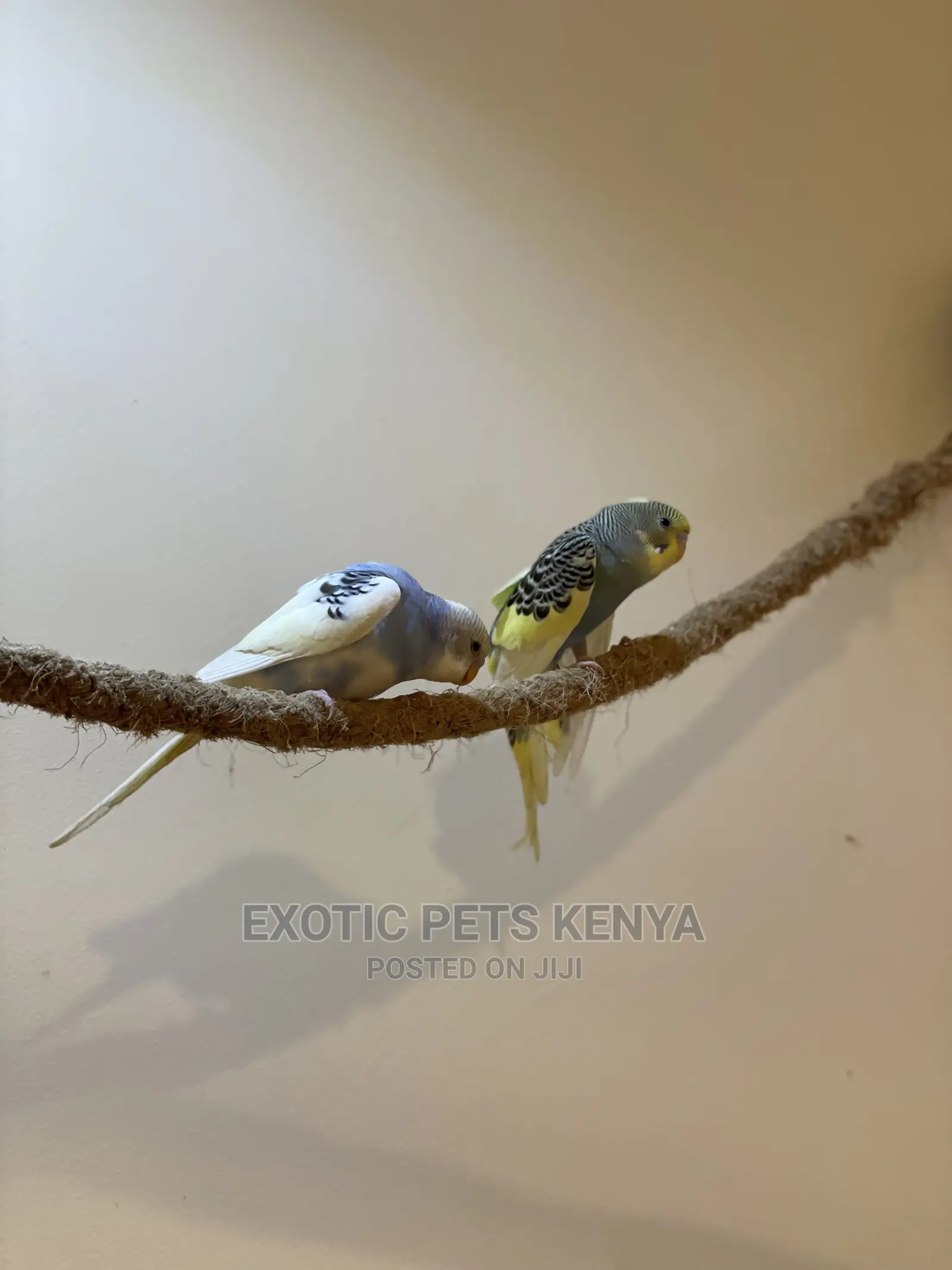 Colorful Budgies for Sale