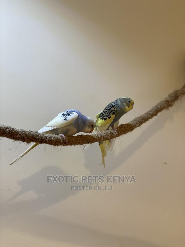 Colorful Budgies for Sale - thumbnail 8
