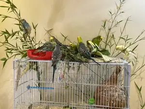 Colorful Budgies for Sale